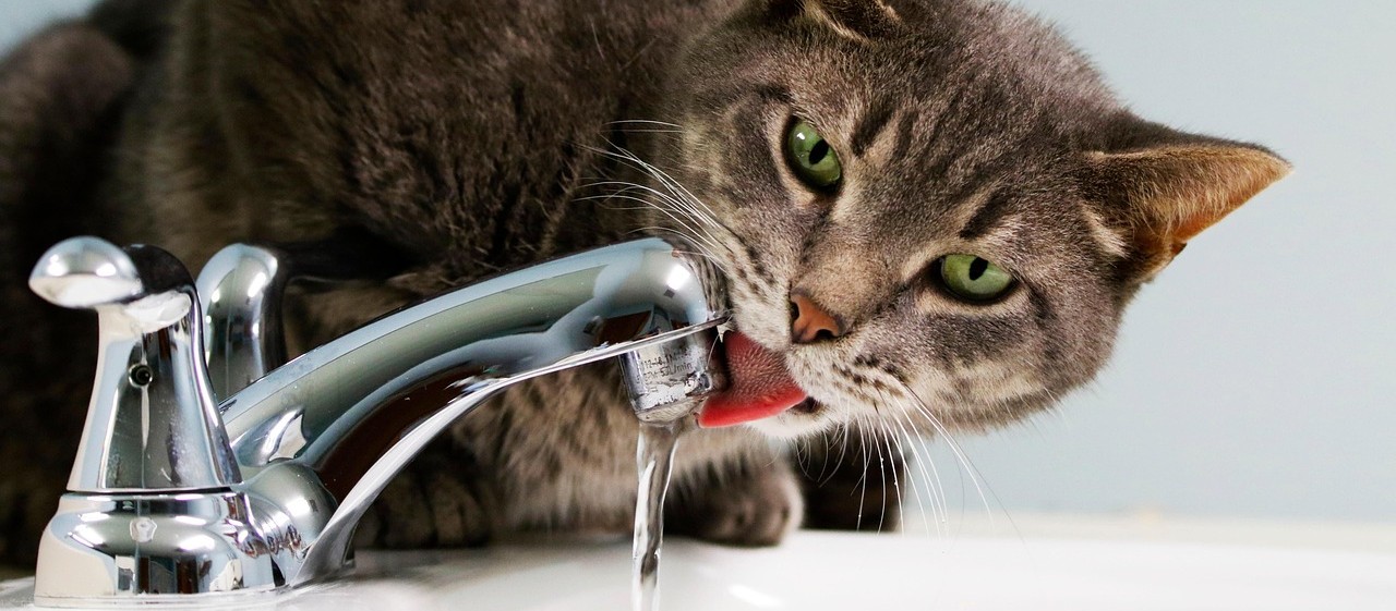 Kediler Neden Çok Su İçer?