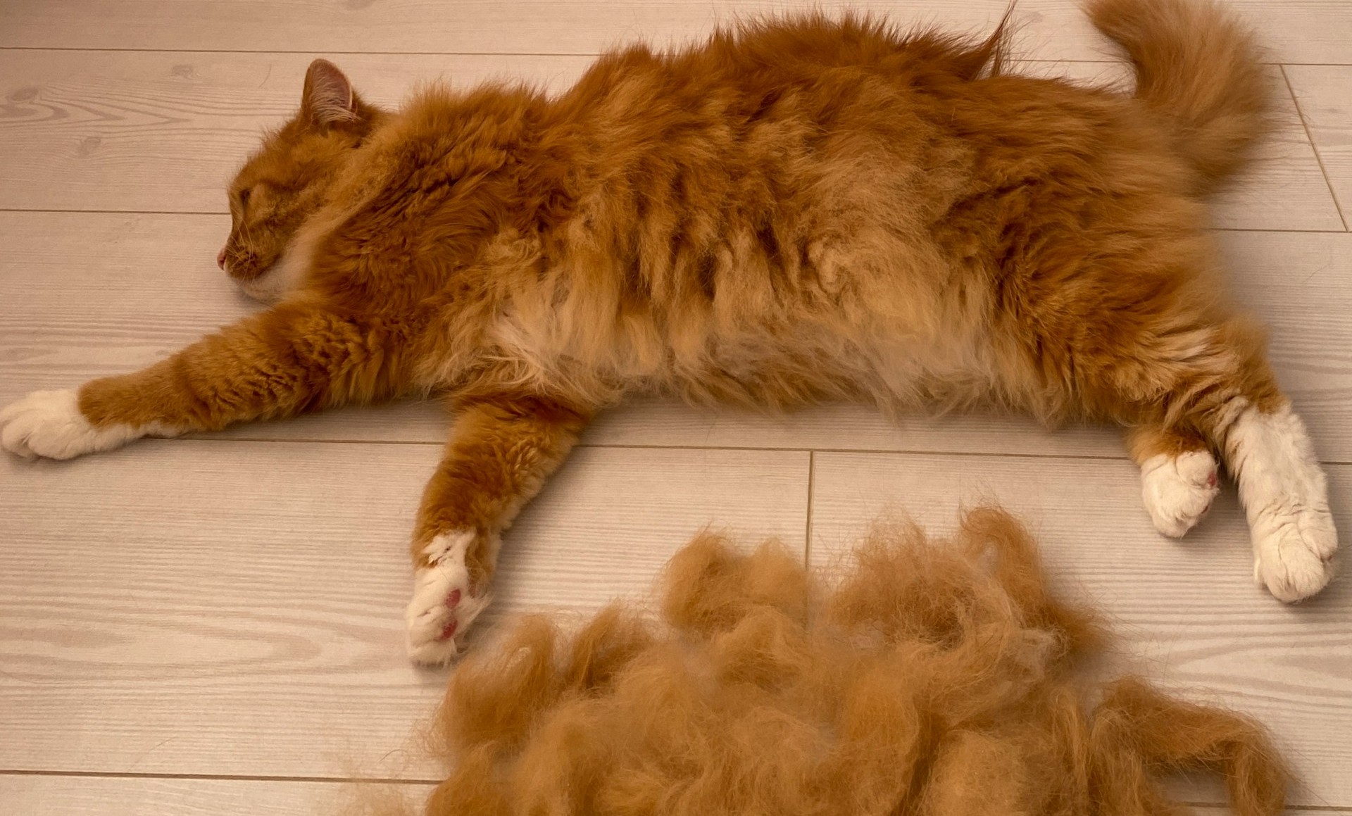 Why Is My Cats Hair Shedding