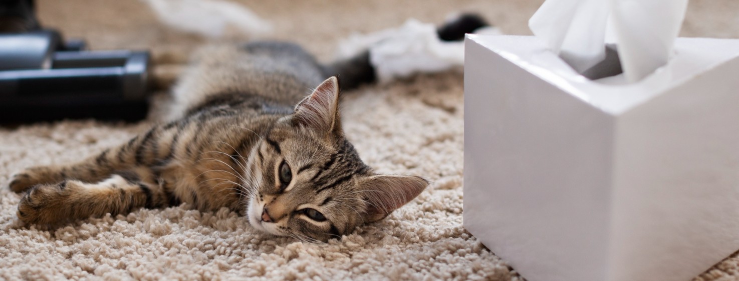 Why Does My Cat Relieve Itself Outside The Litter Box