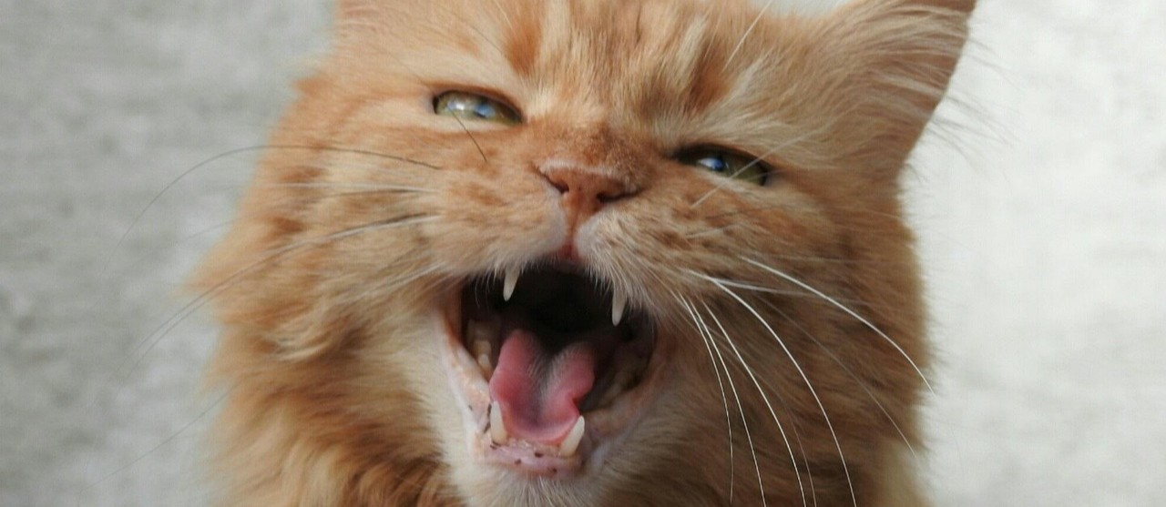 Why Do Cats Meow Constantly