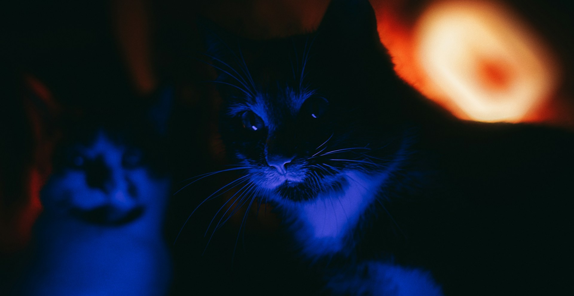 Why Is My Cat So Active At Night