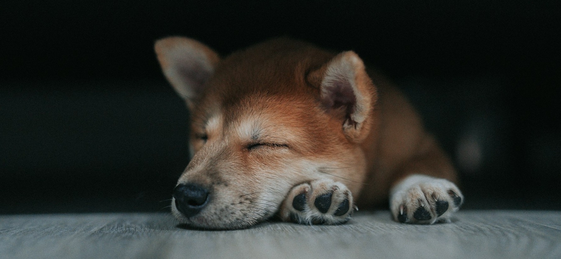 Köpekler Neden Çok Fazla Uyur?